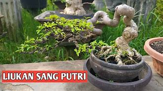 Arti Lagu Bonsai Anting Putri